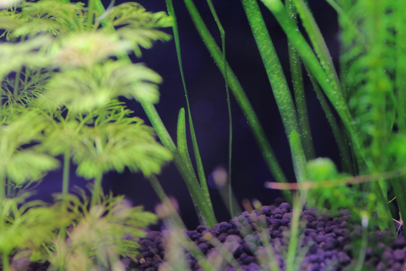 植栽から3日目　新芽が展開しだす　バリスネリア　スピラリス
